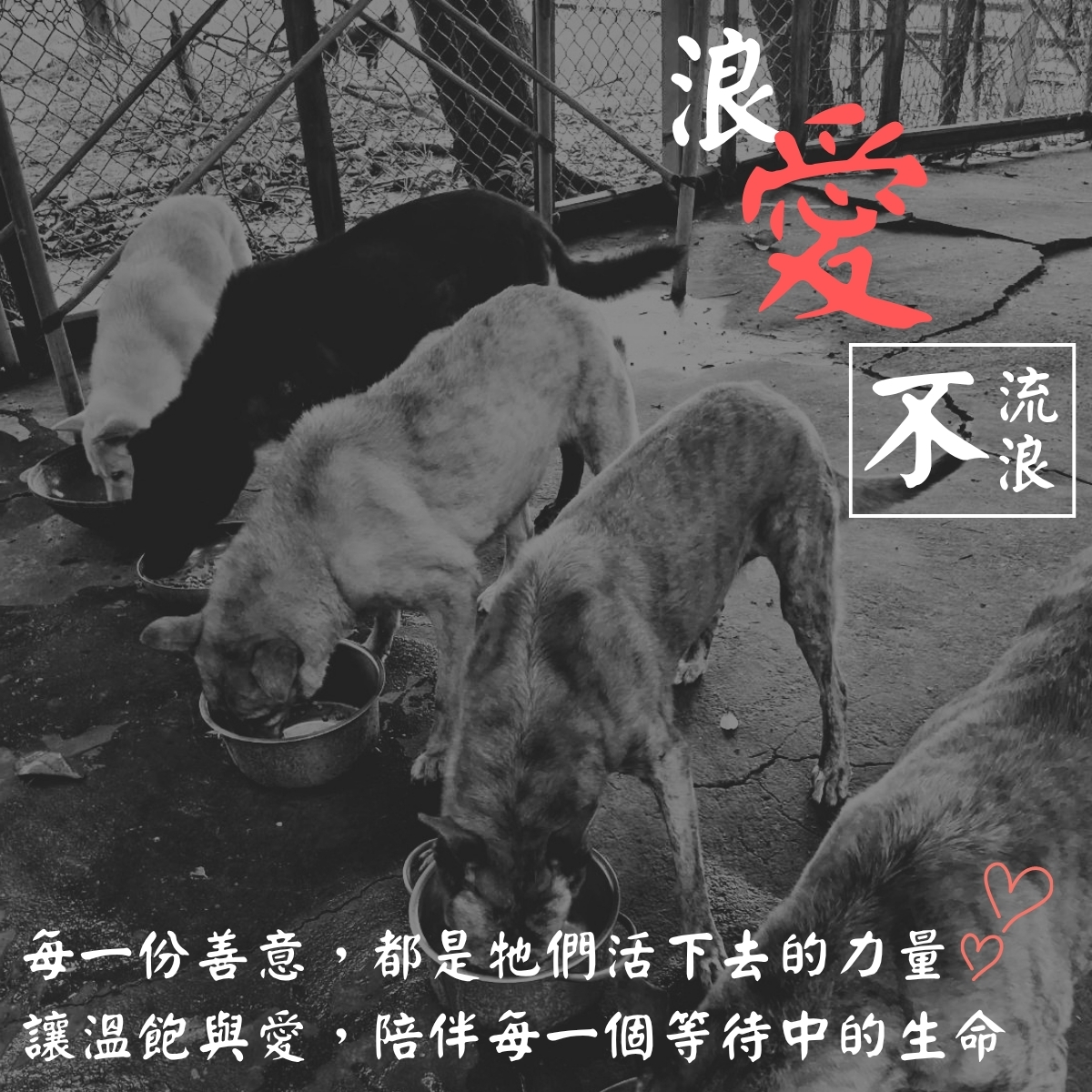 讓愛不流浪