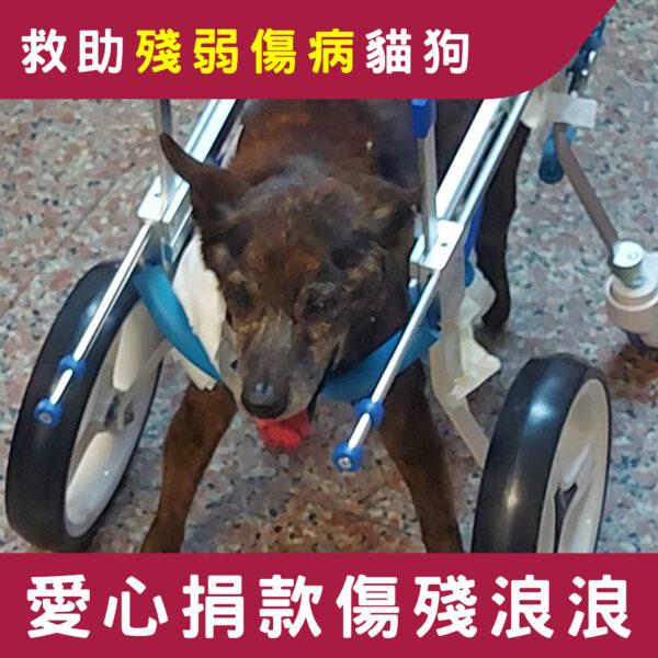 捐助殘弱傷病貓狗