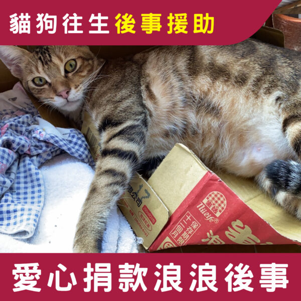 浪浪安葬後事捐款計畫
