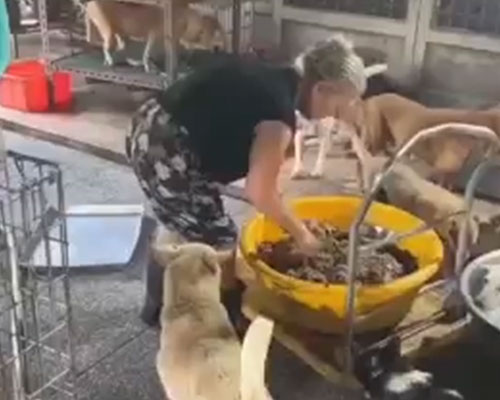 高愛媽狗園