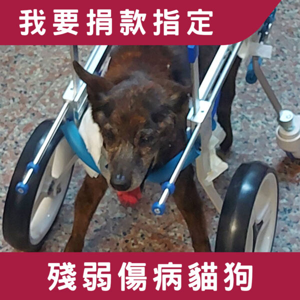 我要捐款指定 > 殘弱傷病貓狗