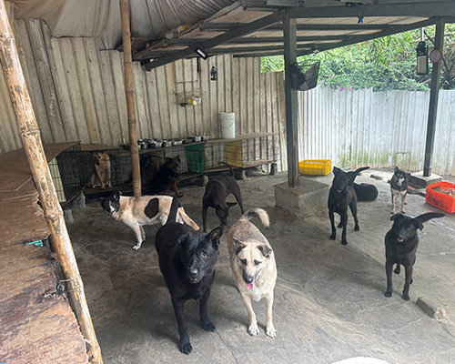 +大樹陳愛爸狗園