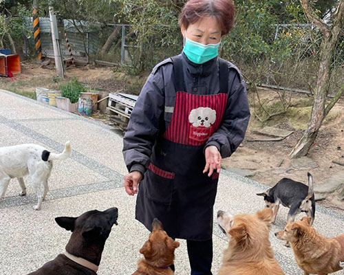 苗栗楊媽媽貓狗園