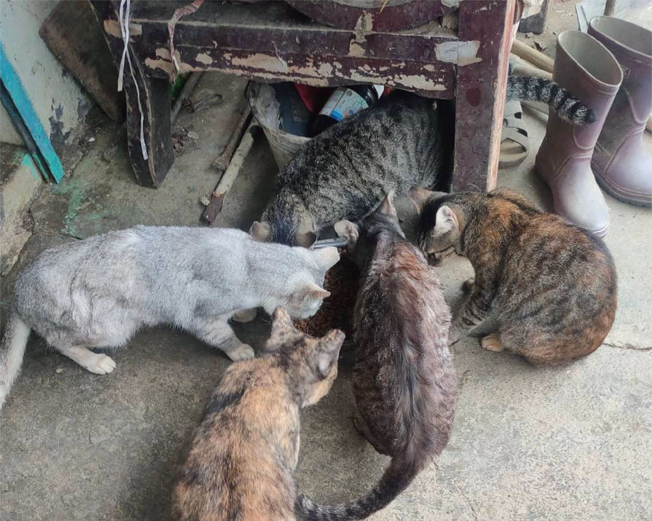 長治鄉郭愛爸貓狗園