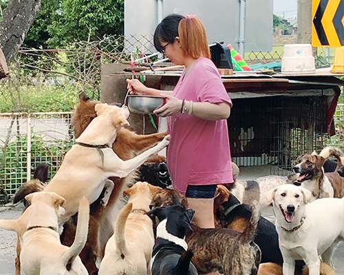 AM台南林爸貓狗園