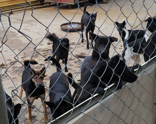 彰化許媽流浪動物