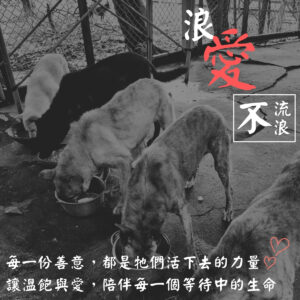 讓愛不流浪