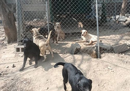 幸福吳愛媽狗園